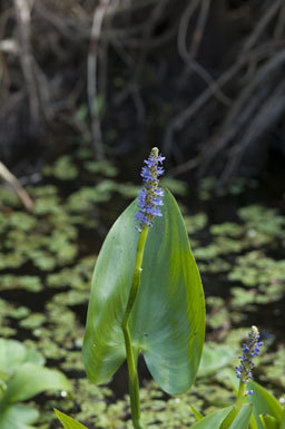 Image of pickerelweed