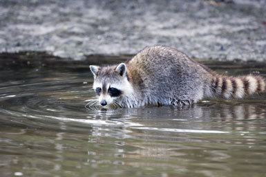 Image of raccoon, northern raccoon