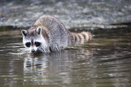 Image de Raton laveur