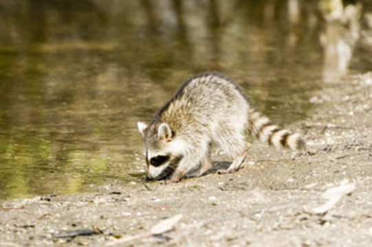 Image of Northern Raccoon