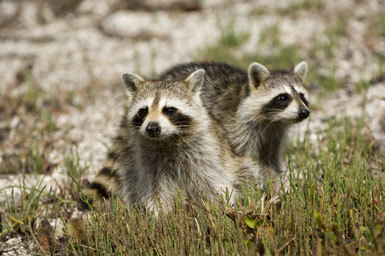 Image of Northern Raccoon