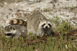 Image of Northern Raccoon