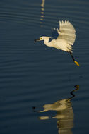 Image de Aigrette neigeuse