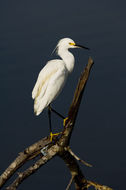 Image de Aigrette neigeuse