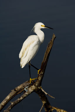 Image de Aigrette neigeuse