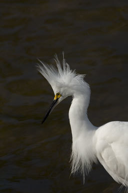 Image de Aigrette neigeuse