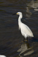 Image de Aigrette neigeuse