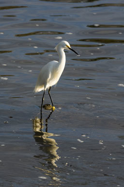 Image de Aigrette neigeuse