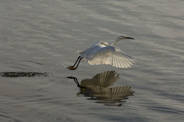 Image de Aigrette neigeuse