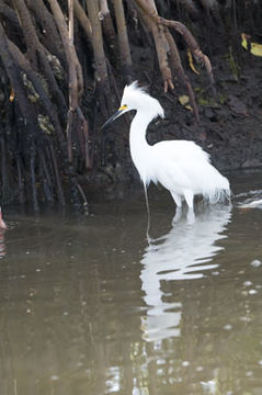 Image de Aigrette neigeuse