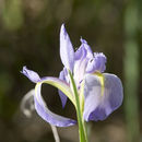 Plancia ëd Iris virginica L.