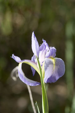 Image of Virginia iris