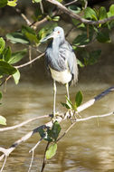 Image of Tricolored Heron