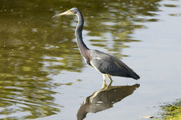 Image of Tricolored Heron