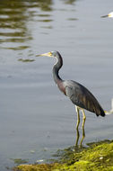 Image of Tricolored Heron