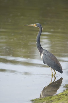 Image of Tricolored Heron