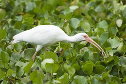 Imagem de Eudocimus albus (Linnaeus 1758)