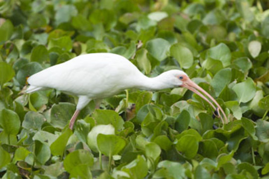 Image of American White Ibis