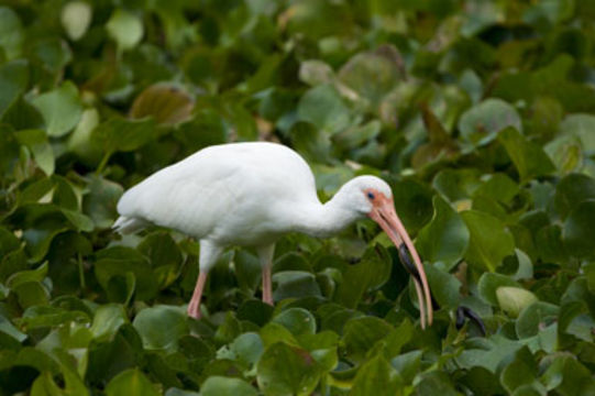 Image of American White Ibis