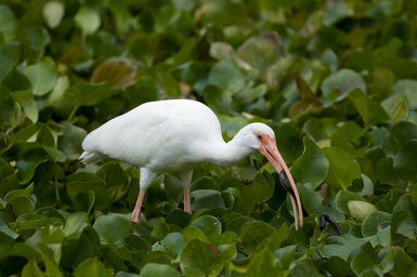 Imagem de Eudocimus albus (Linnaeus 1758)