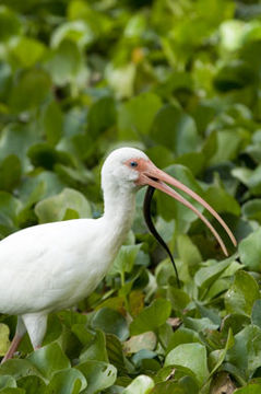 Image of American White Ibis