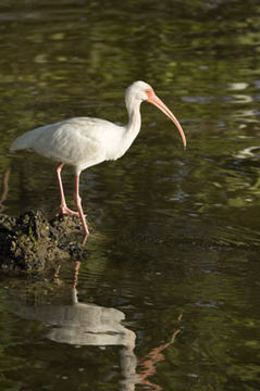 Image of American White Ibis