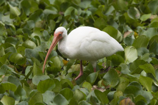 Image of American White Ibis