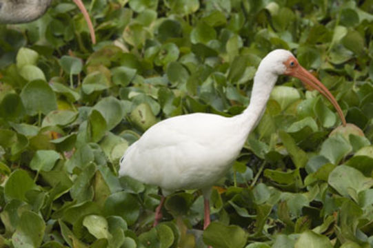 Image of American White Ibis