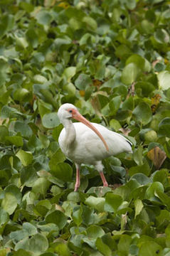 Image of American White Ibis