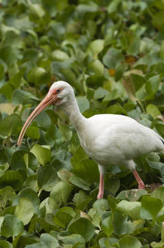 Image of American White Ibis