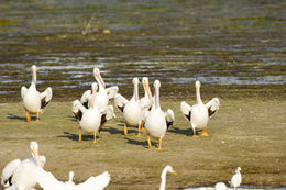 Image of American White Pelican