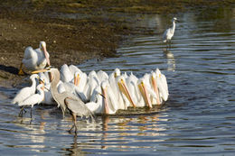 Image of American White Pelican