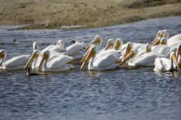 Image of American White Pelican