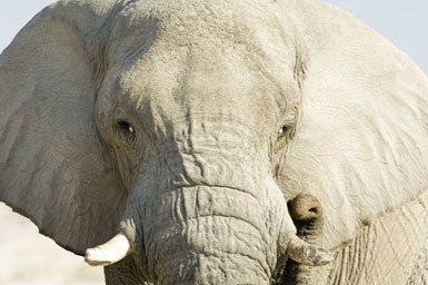 Image of African bush elephant