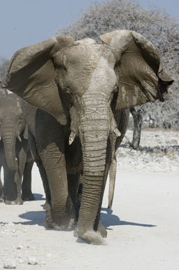 Image of African bush elephant