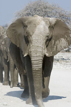 Image of African bush elephant