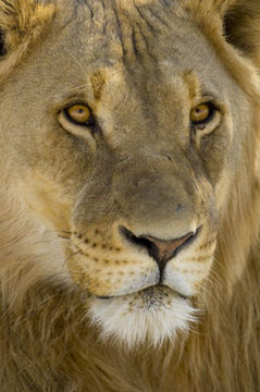 Image of African Lion