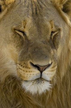 Image of African Lion