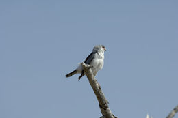 Image of African Pygmy-falcon