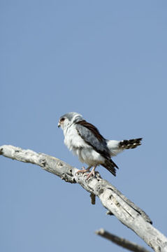 Image of African Pygmy-falcon