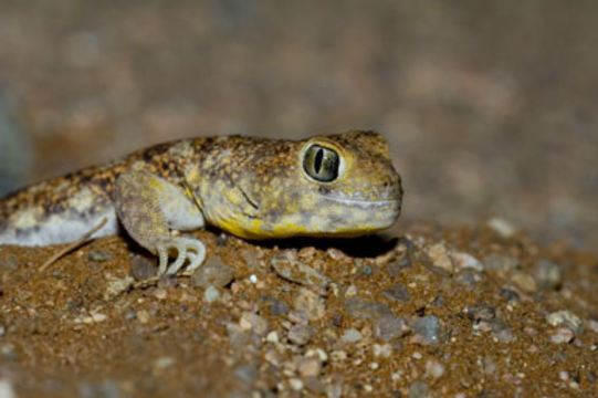 Image of Ptenopus garrulus (Smith 1849)