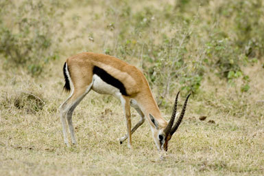 Image of Thomson's Gazelle