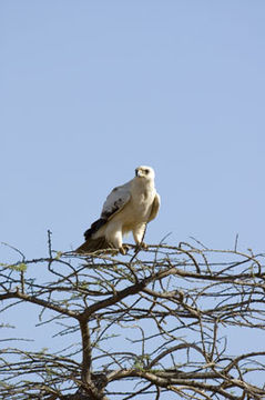 Image of Tawny Eagle