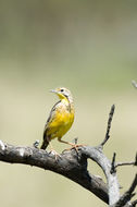 Image of Yellow-throated Longclaw