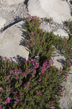 Image of purple mountainheath