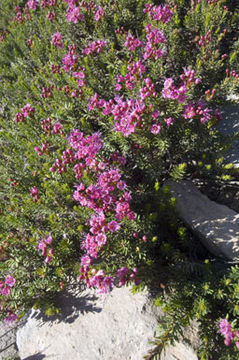 Image of purple mountainheath