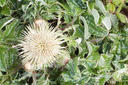 Imagem de Cirsium quercetorum (A. Gray) Jepson