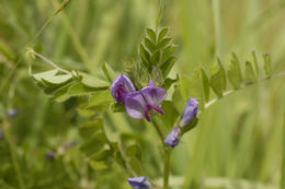 Image of Common Vetch