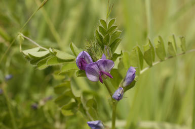 Image of Common Vetch