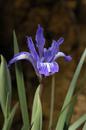 Image of bowltube iris